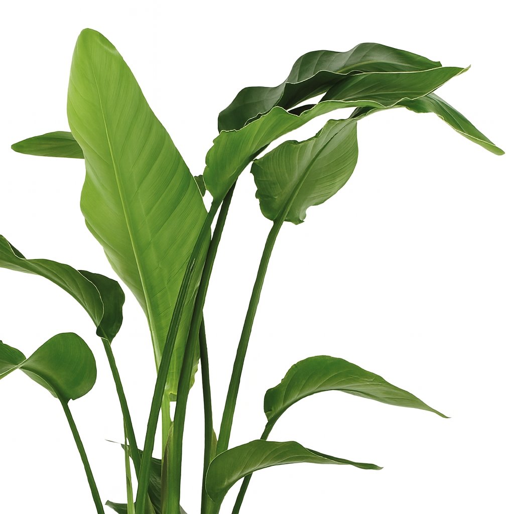Strelitzia Nicolai - 90cm