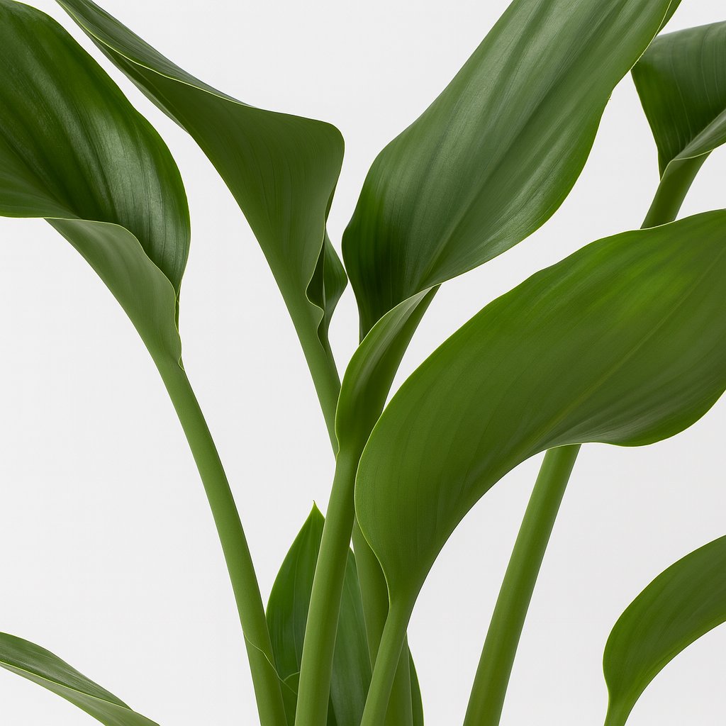 Strelitzia Reginae - 35cm