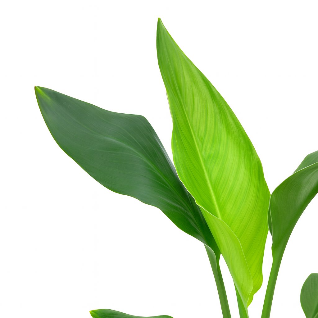 Strelitzia Reginea - 40cm