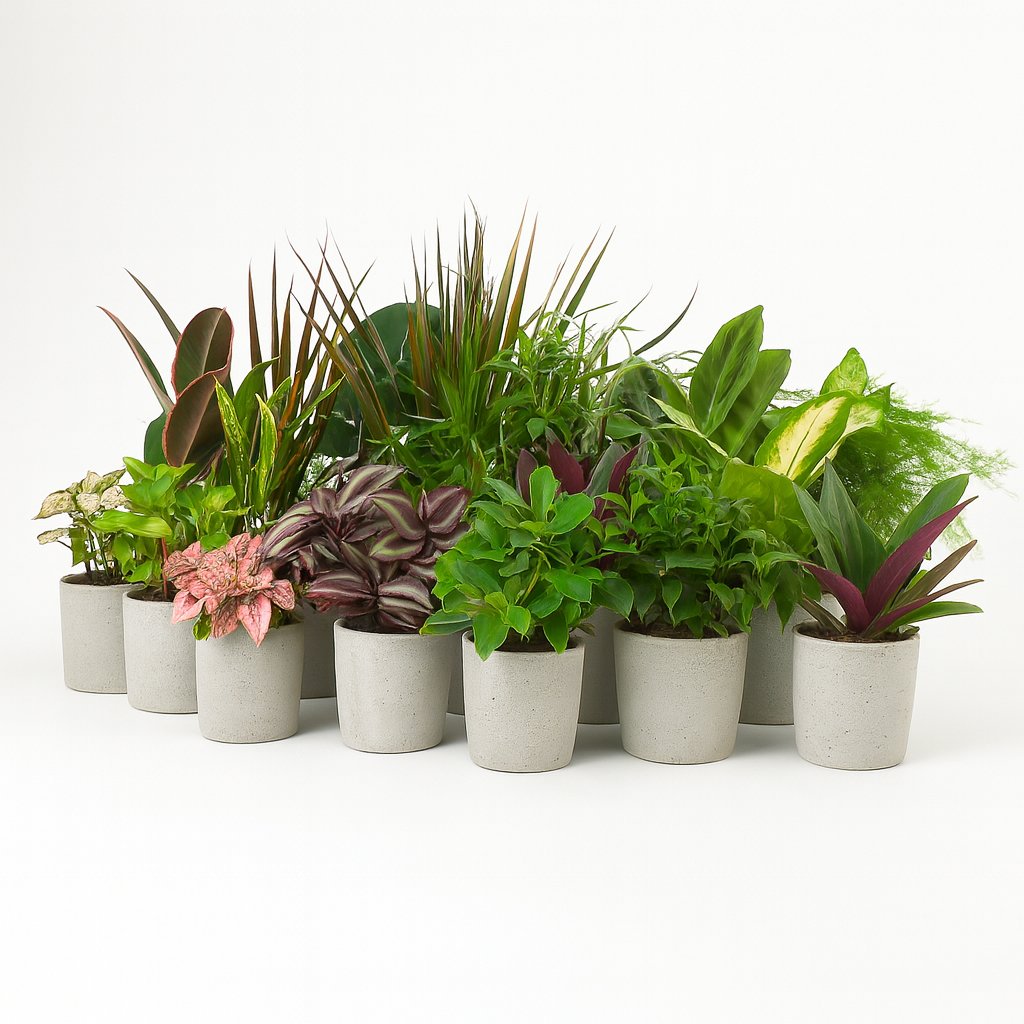 Super Zimmerpflanzenset - 24 Stück - 10cm in einem modernen Studio mit modernem Topf