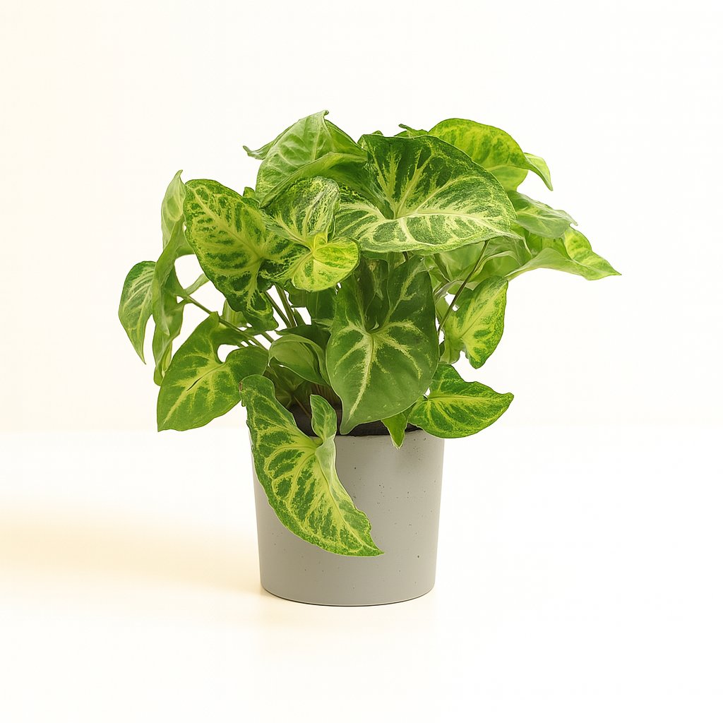 Syngonium Arrow - 25cm