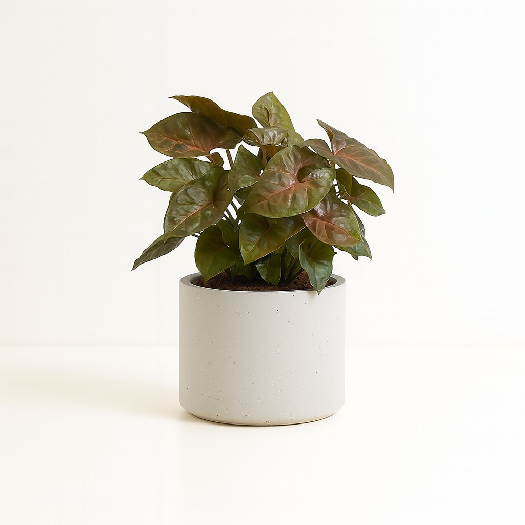 Syngonium Maria Feel Green - 25cm in einem modernen Studio mit modernem Topf