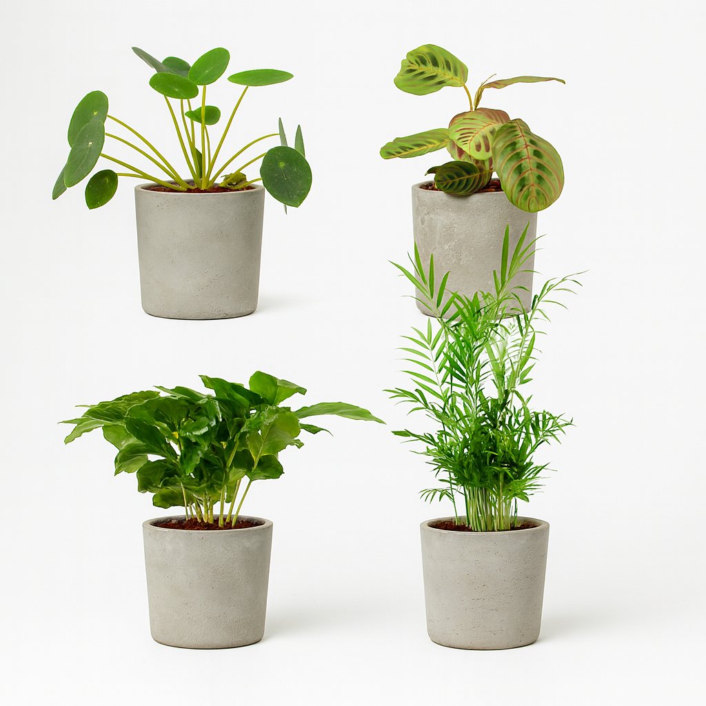 Tierfreundliches Pflanzenset - 4 Stück - 20-40cm in einem modernen Studio mit modernem Topf