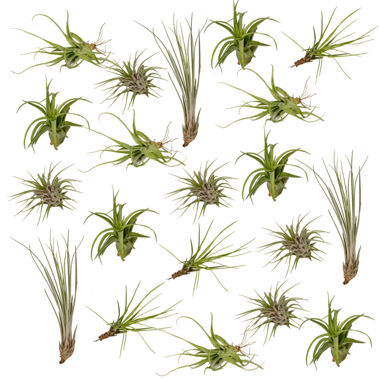 Tillandsia-Mix (20 Stück) - 6cm