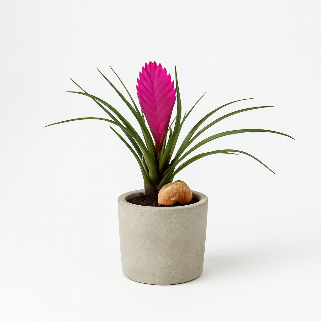 Tillandsia Cyanea - 38cm in einem modernen Studio mit modernem Topf