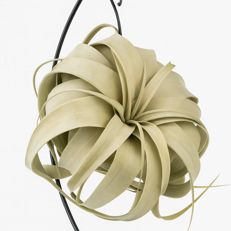 Tillandsia King Xero - 23cm Detail