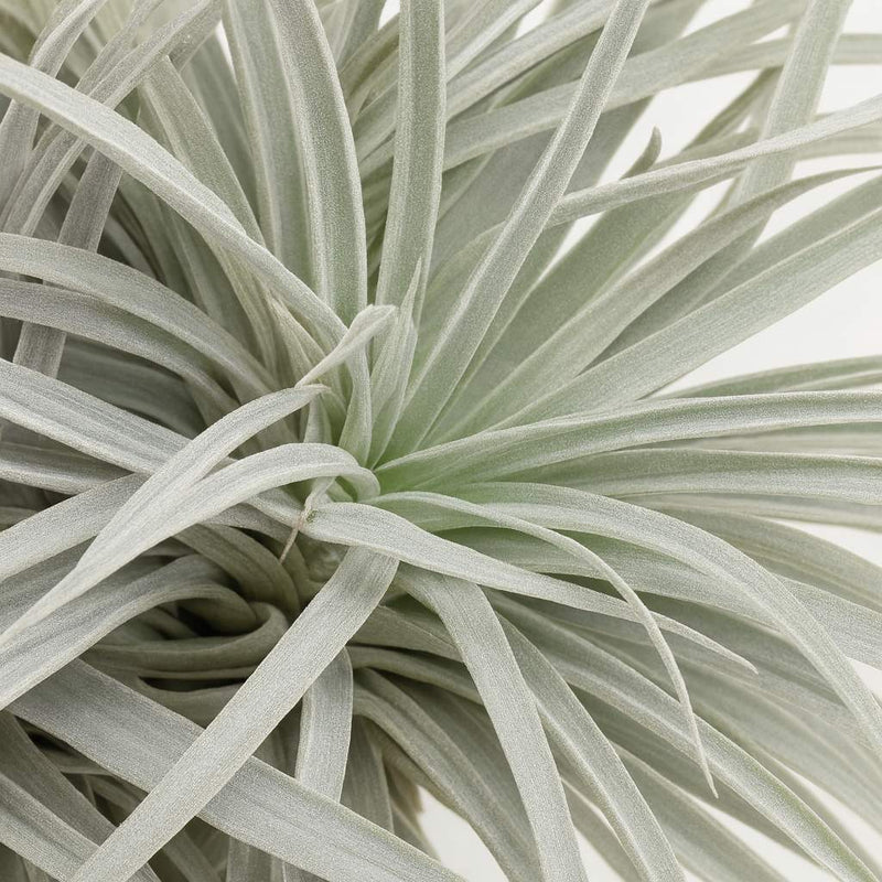 Tillandsia Super Silver XL - 15cm Detail