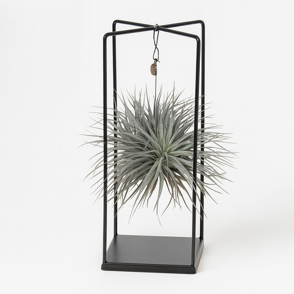 Tillandsia ionantha Abdita - 20cm in einem modernen Studio mit modernem Topf