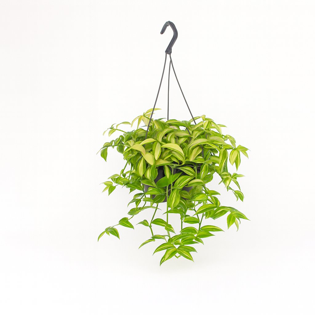 Tradescantia Yellow Hill - 40cm in einem modernen Studio mit modernem Topf