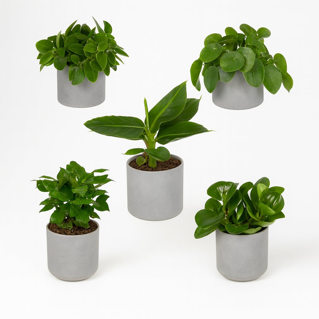 Überraschungsbox (5 Stück) - 25cm in einem modernen Studio mit modernem Topf