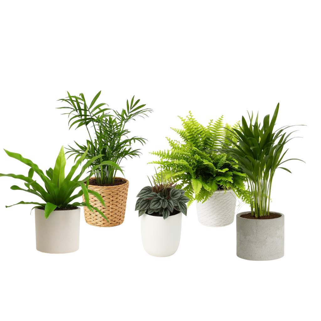 Ungiftige Pflanzen für Katzen (m)