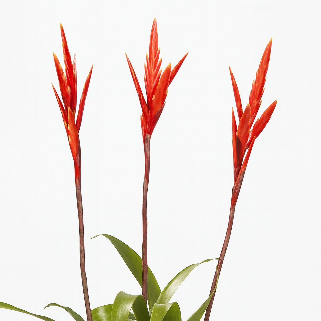 Vriesea - 55cm