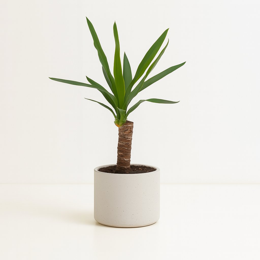 Yucca - 60cm in einem modernen Studio mit modernem Topf