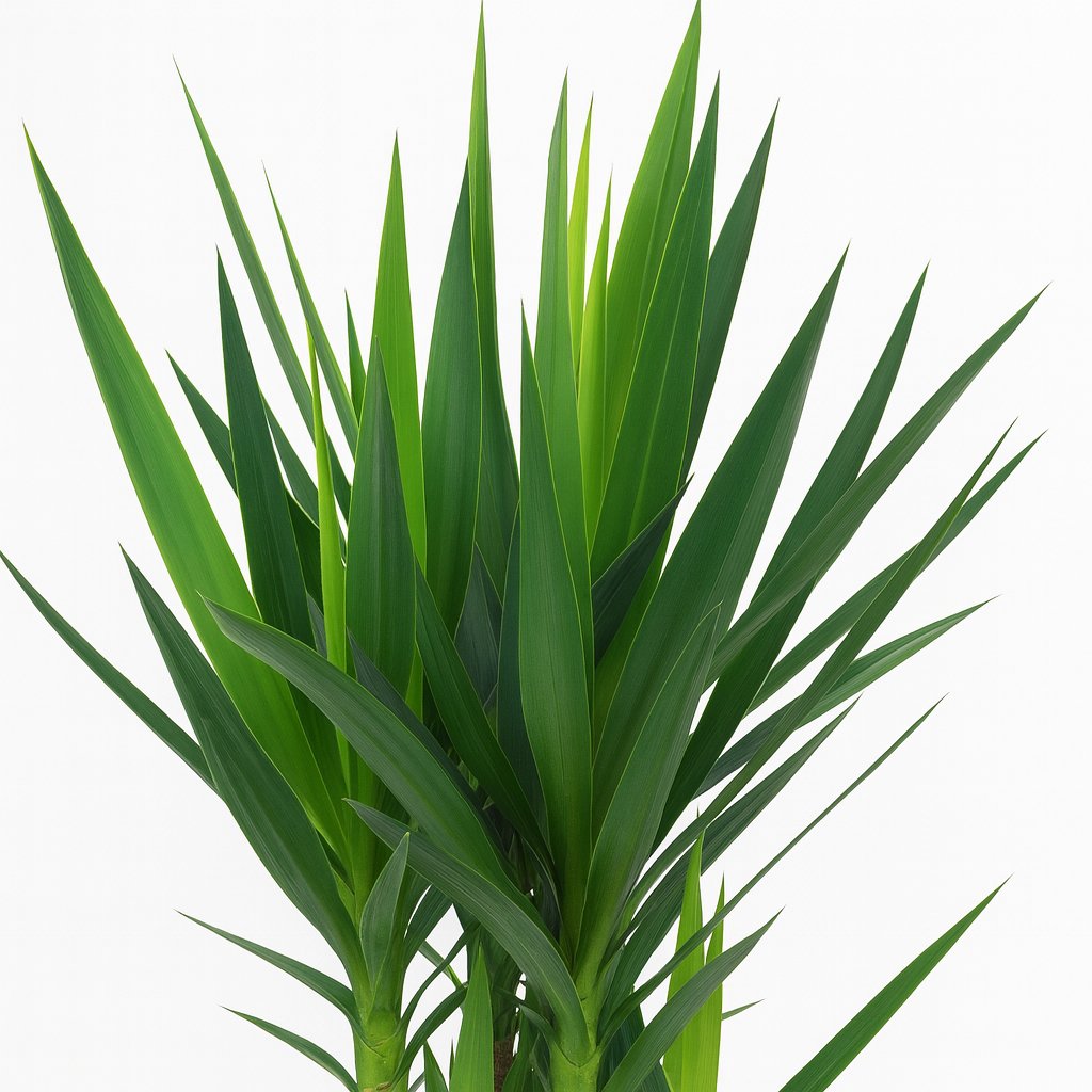 Yucca - 80cm