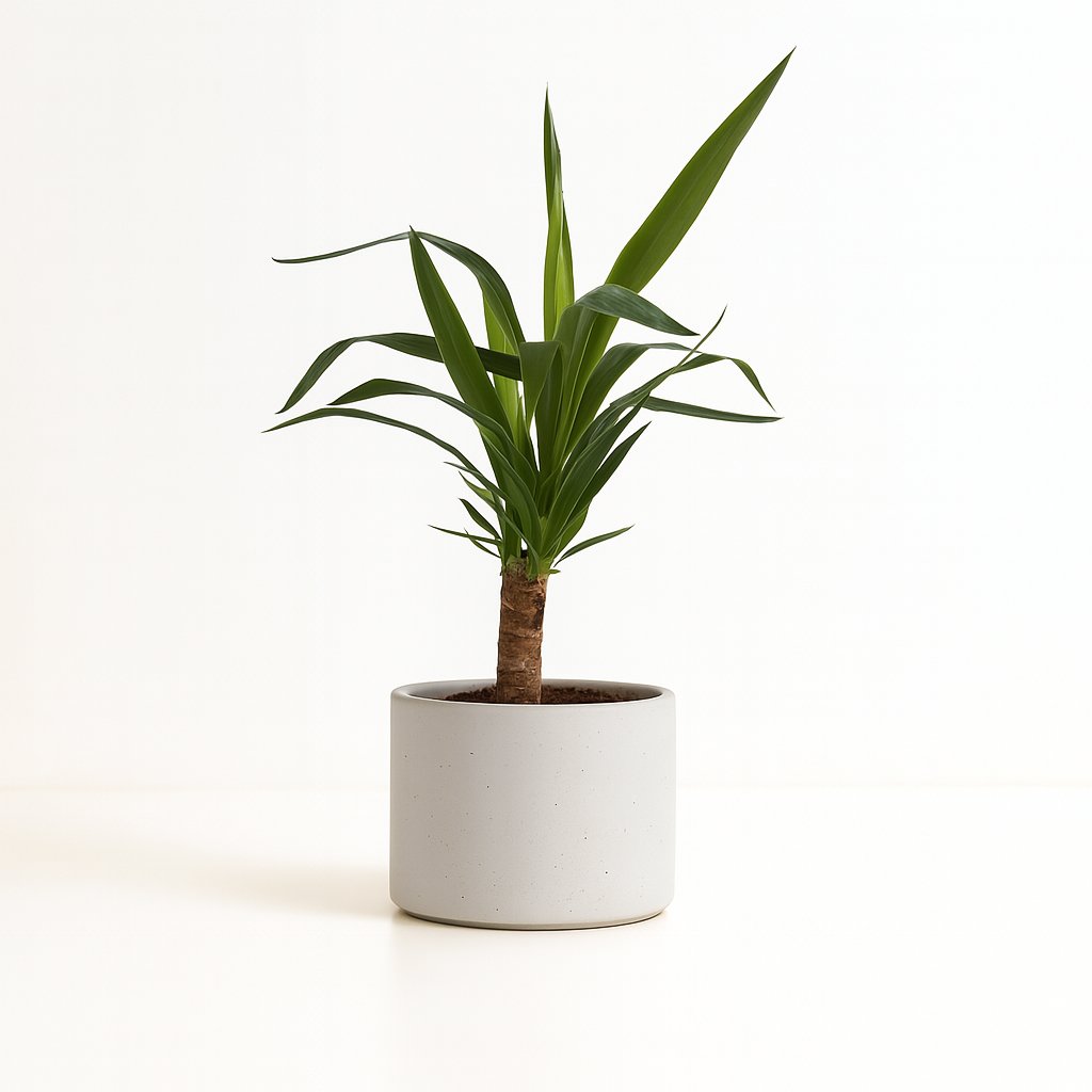 Yucca Elephantipes - 40cm in einem modernen Studio mit modernem Topf