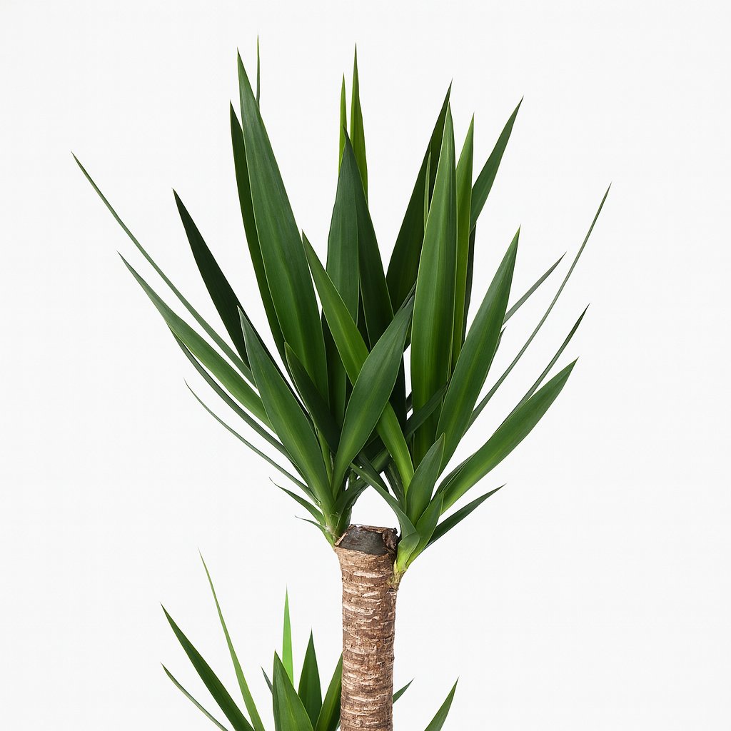 Yucca - 125cm
