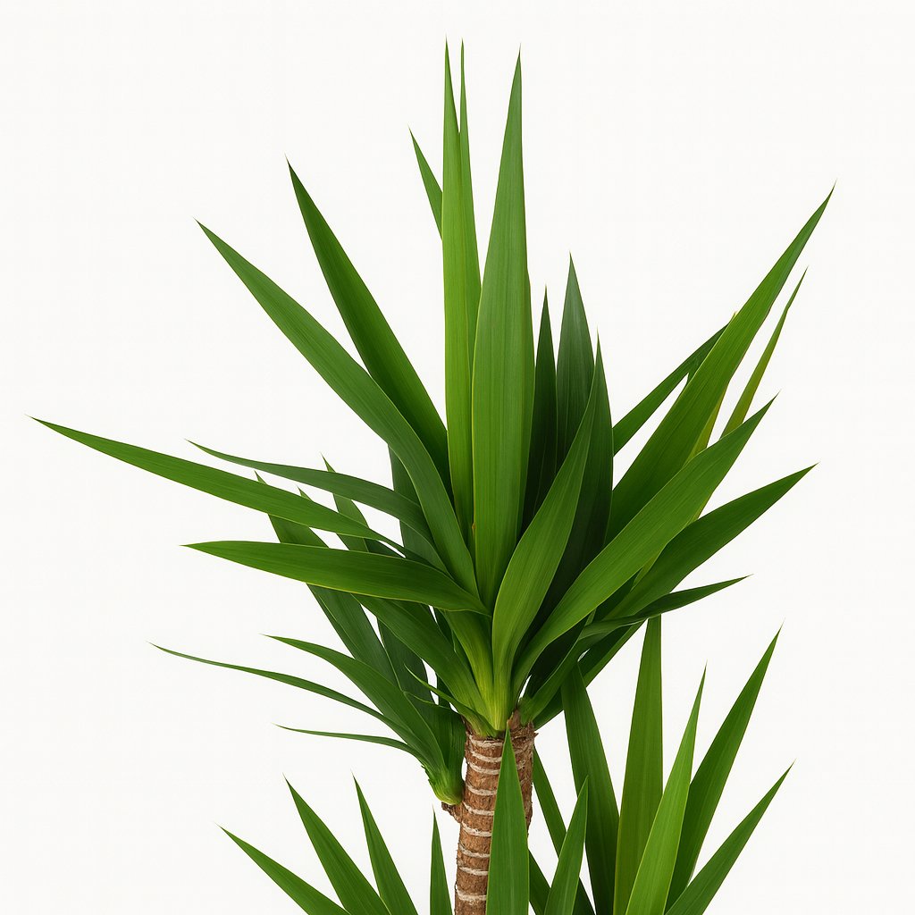 Yucca - 90cm