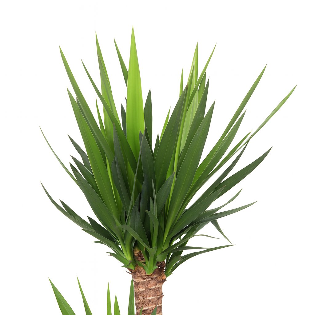 Yucca Elephantipes - 125cm