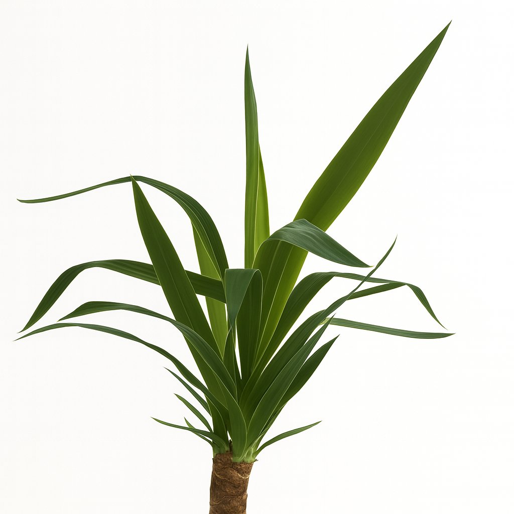 Yucca Elephantipes - 40cm