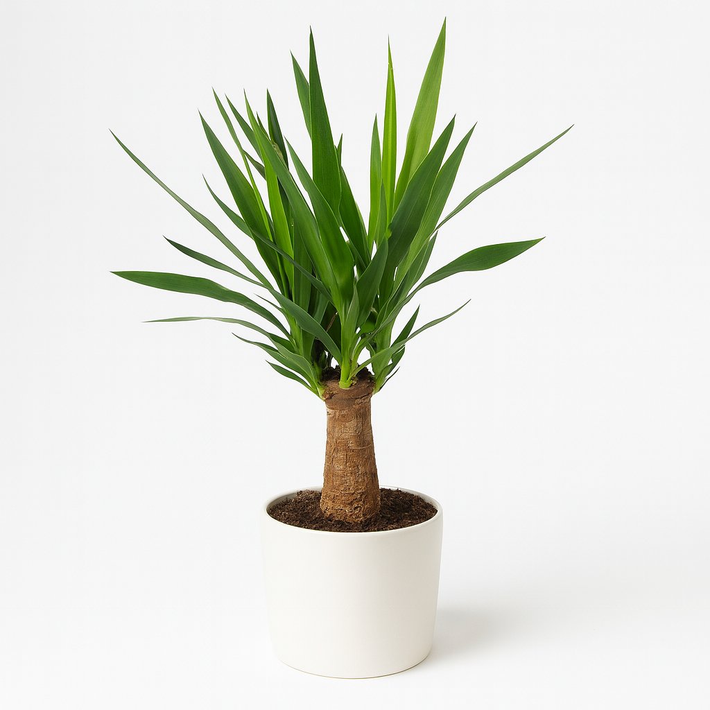 Yucca "Maya Tree" - 80cm