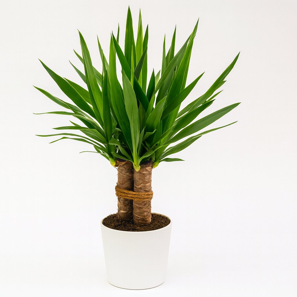 Yucca "Tres Cañas" - 70cm