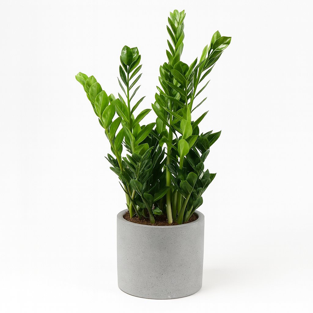 Zamioculcas - 100cm in einem modernen Studio mit modernem Topf