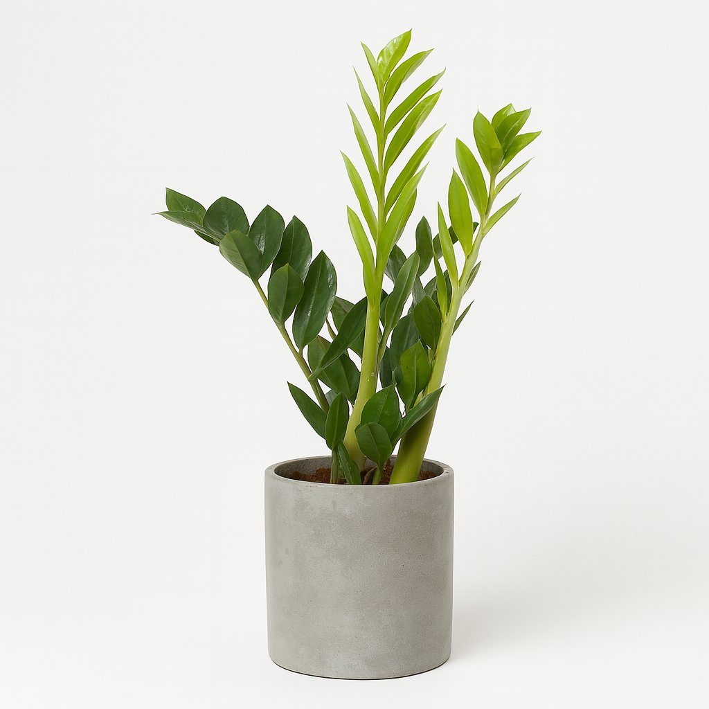 Zamioculcas - 65cm