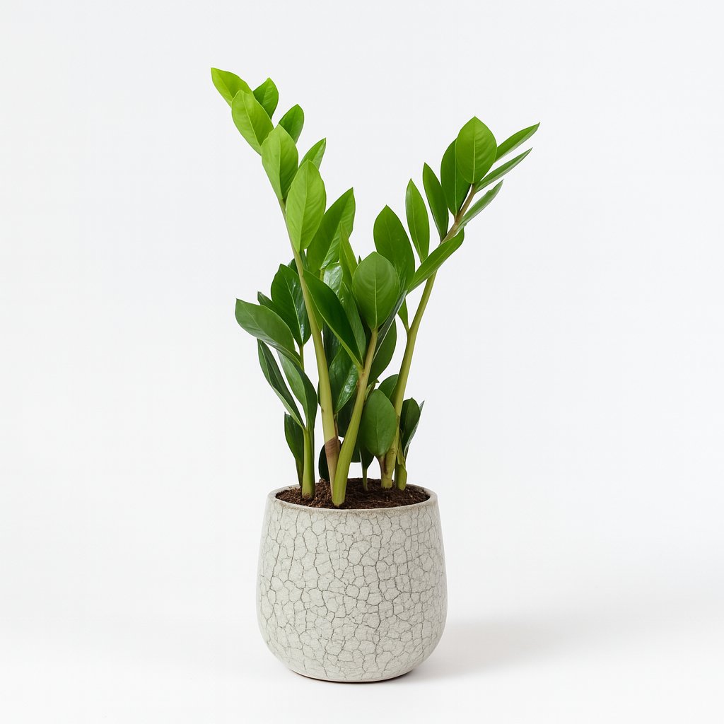 Zamioculcas Zamiifolia - 40cm in einem modernen Studio mit modernem Topf