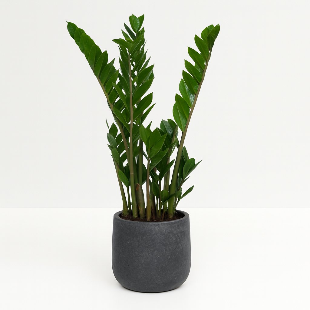 Zamioculcas Zamiifolia - 50cm in einem modernen Studio mit modernem Topf