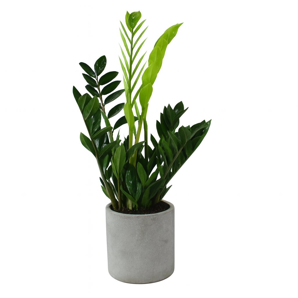 Zamioculcas Zamiifolia - 65cm in einem modernen Studio mit modernem Topf