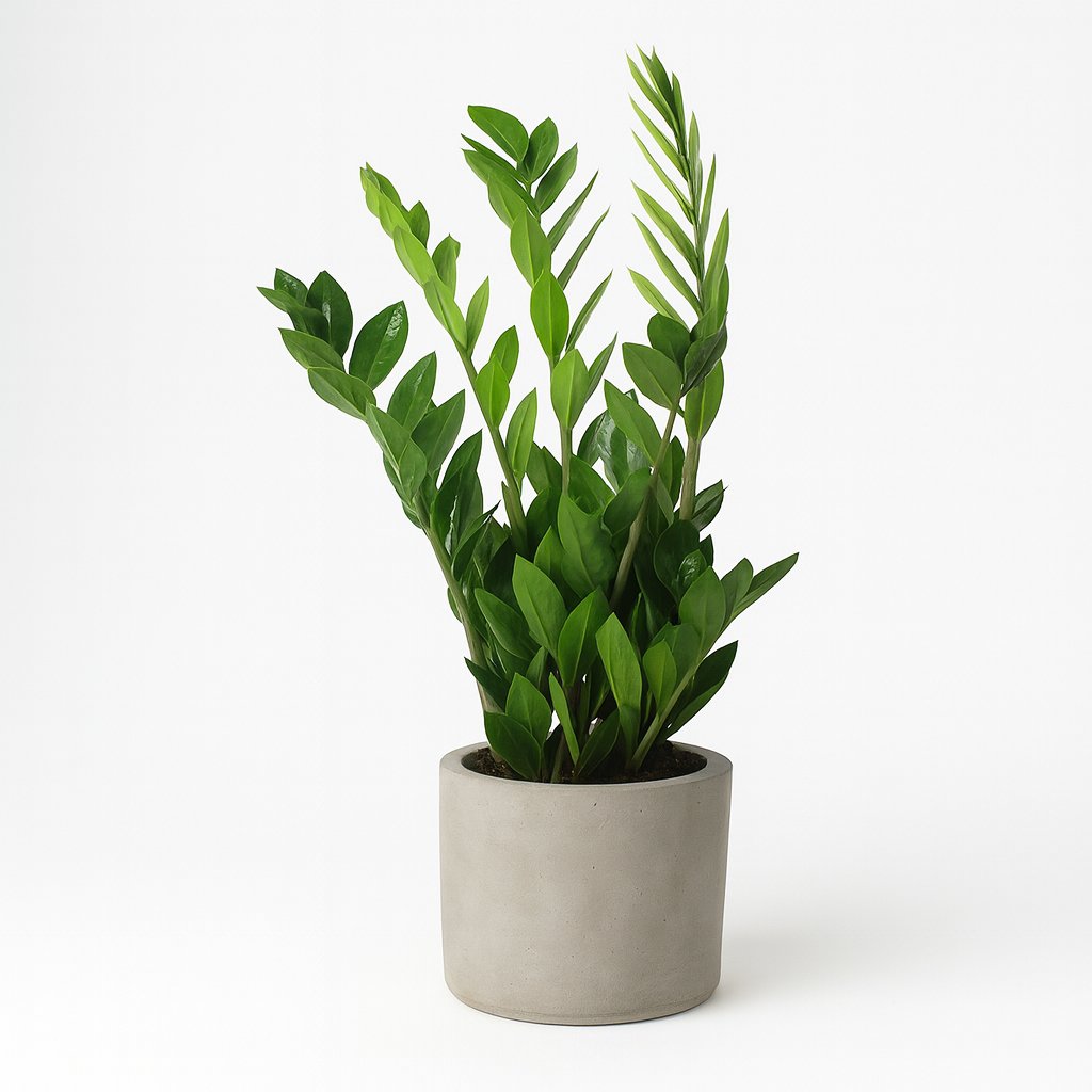 Zamioculcas Zamiifolia - 65cm