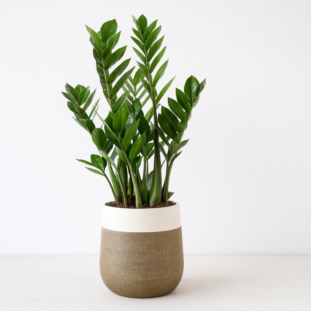 Zamioculcas Zamiifolia - 70cm in einem modernen Studio mit modernem Topf