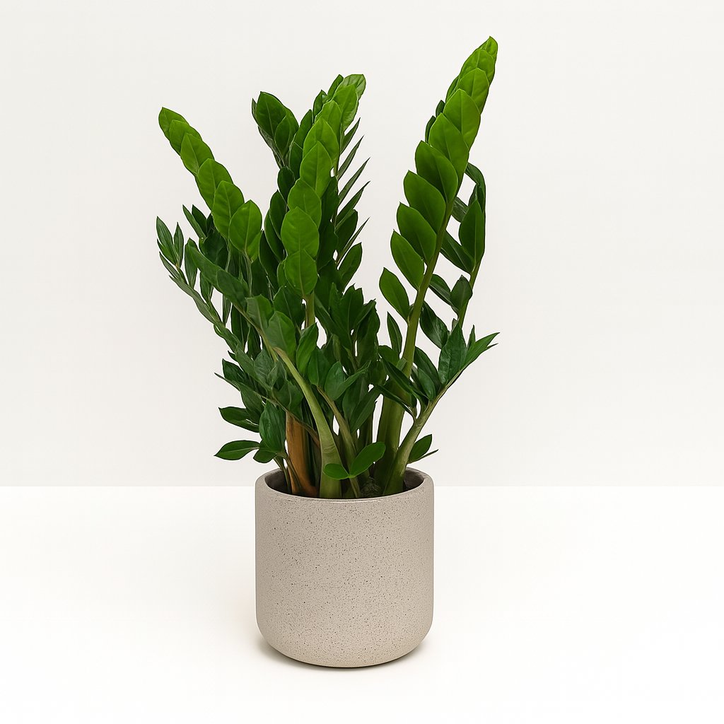 Zamioculcas Zamiifolia 80cm in einem modernen Studio mit modernem Topf