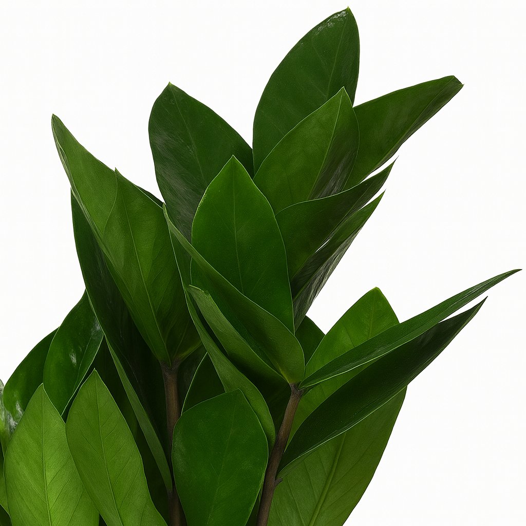 Zamioculcas - 30cm