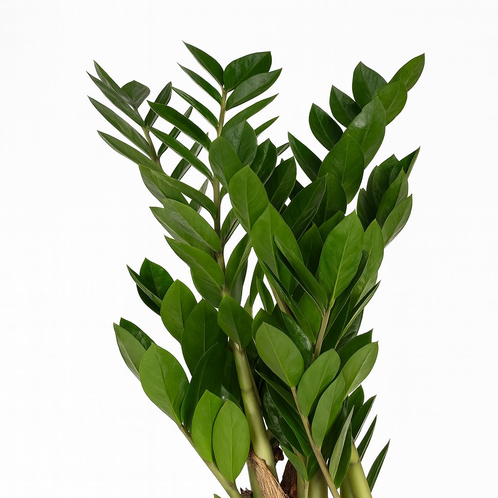 Zamioculcas Zamiifolia - 70cm