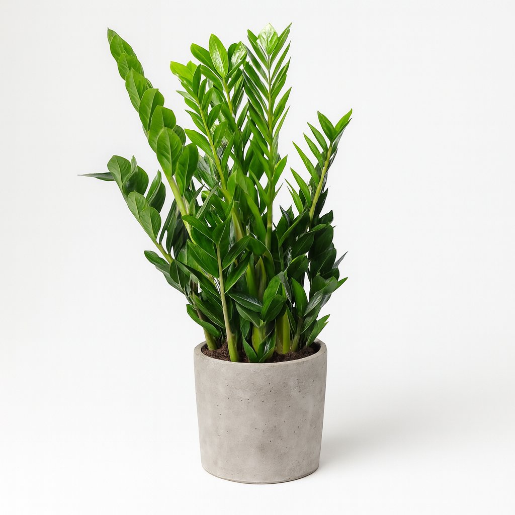 Zamioculcas Zamiifolia - 95cm