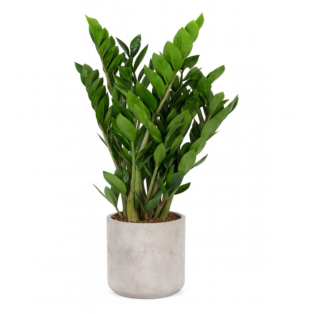Zamioculcas Zamiifolia - 95cm