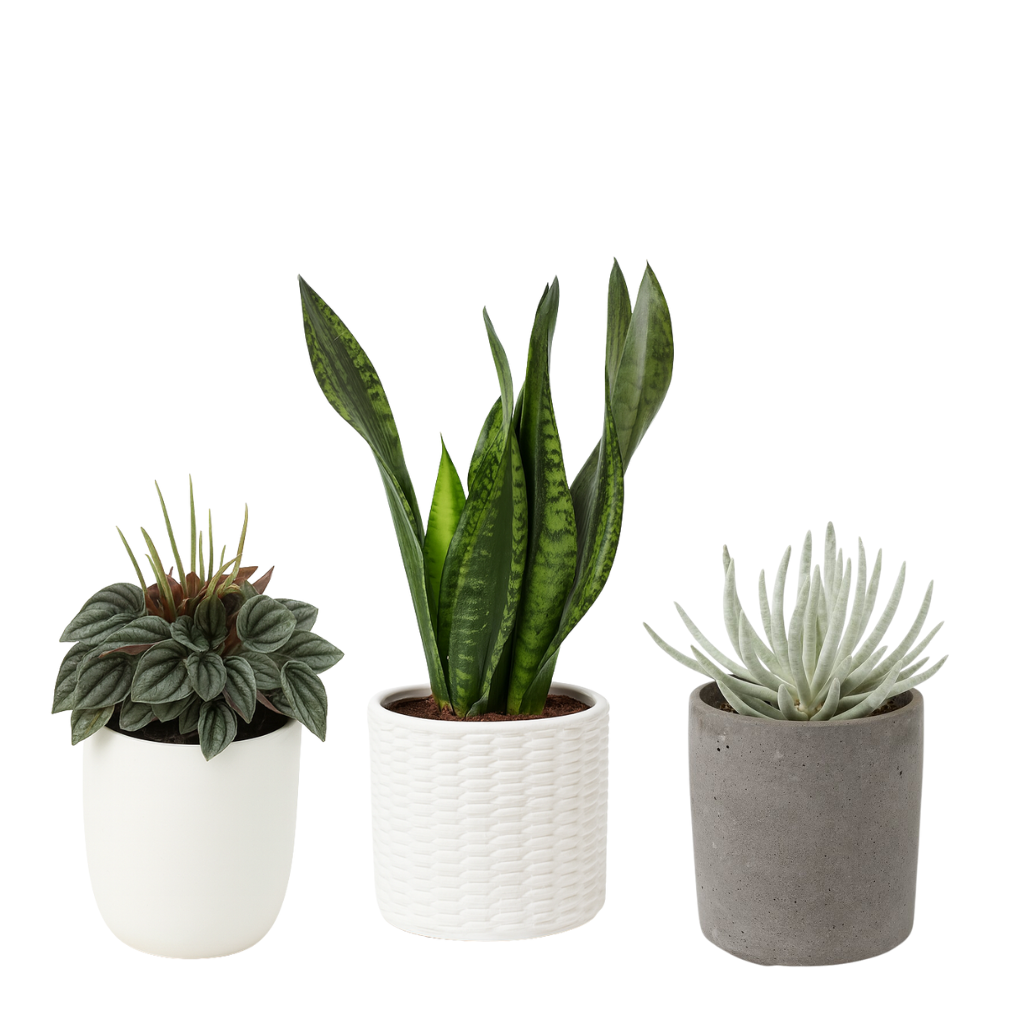 Zimmerpflanzen Südfenster (klein)