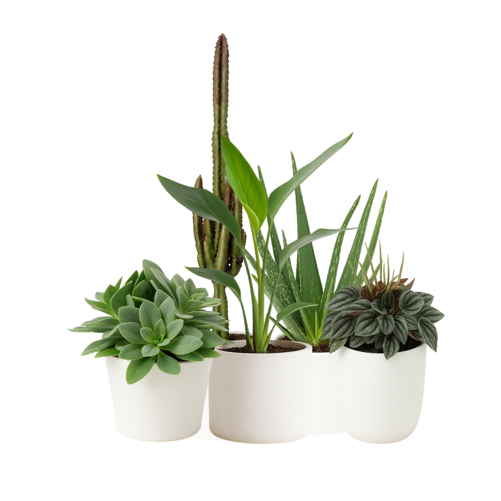 Zimmerpflanzen für Südfenster mit Heizung (groß)