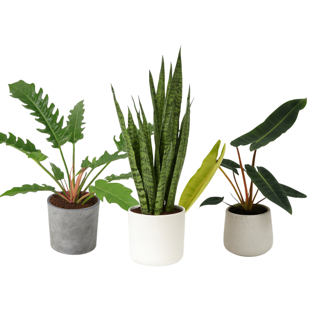 Zimmerpflanzen mit langen schmalen Blättern