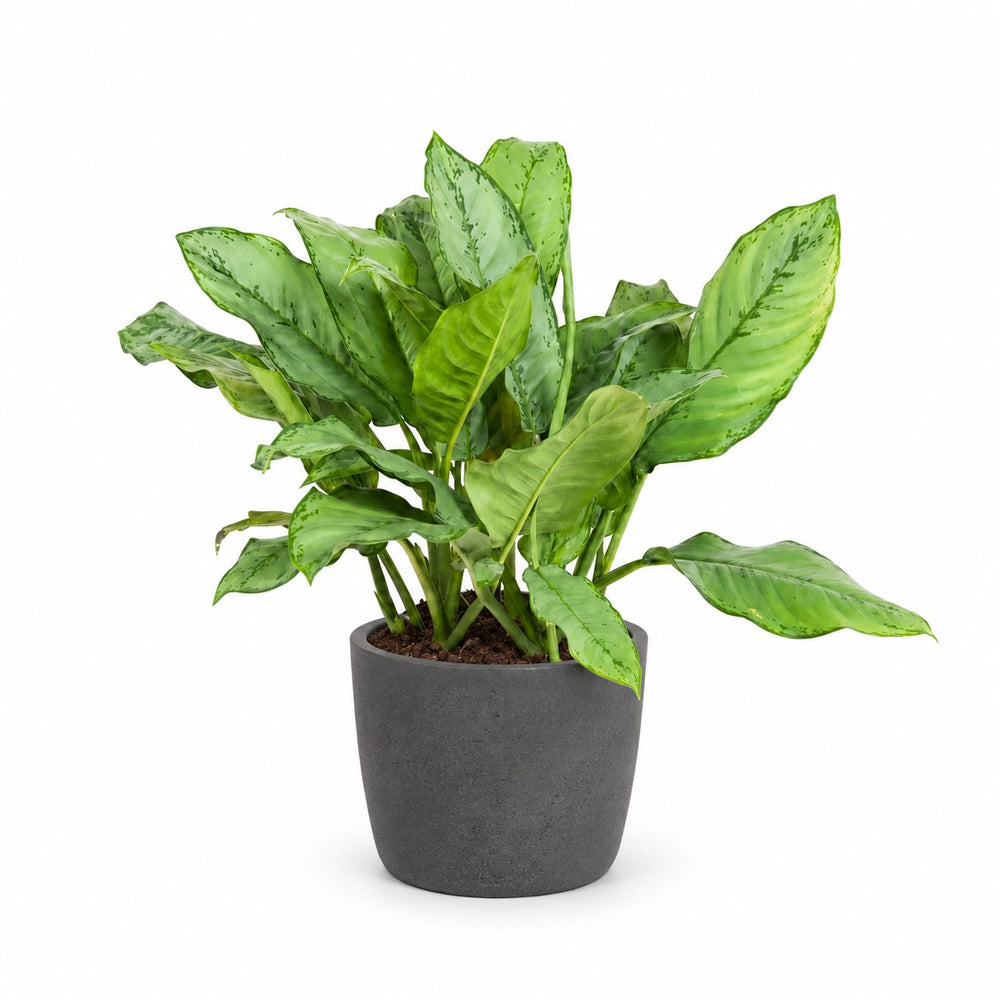Aglaonema B.J, Freedman (70cm, Ø24cm), Stylingbeispiel im Übertopf (Übertopf nicht enthalten)
