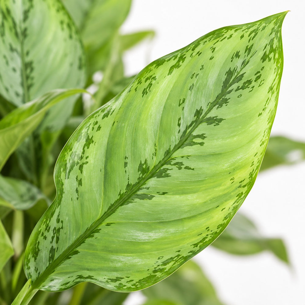 Aglaonema B.J, Freedman, Nahaufnahme Blatt