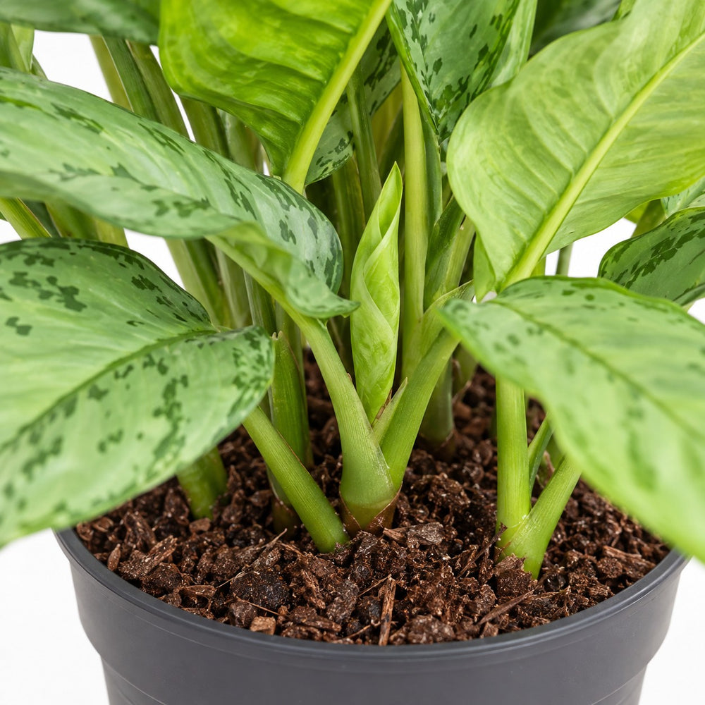 Aglaonema B.J, Freedman, Nahaufnahme Wuchs und Triebansatz