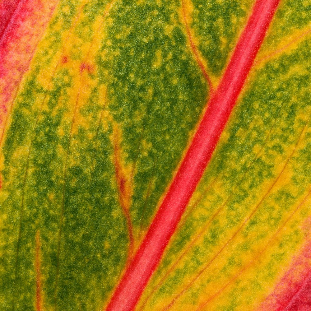 Aglaonema Crete 30cm Nahaufnahme