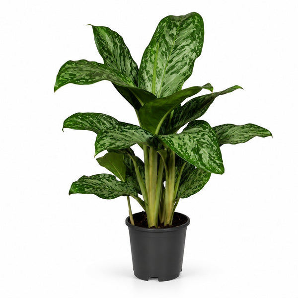 Aglaonema Greenlight - 60cm im Kulturtopf