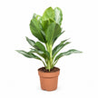 Aglaonema Silver Bay