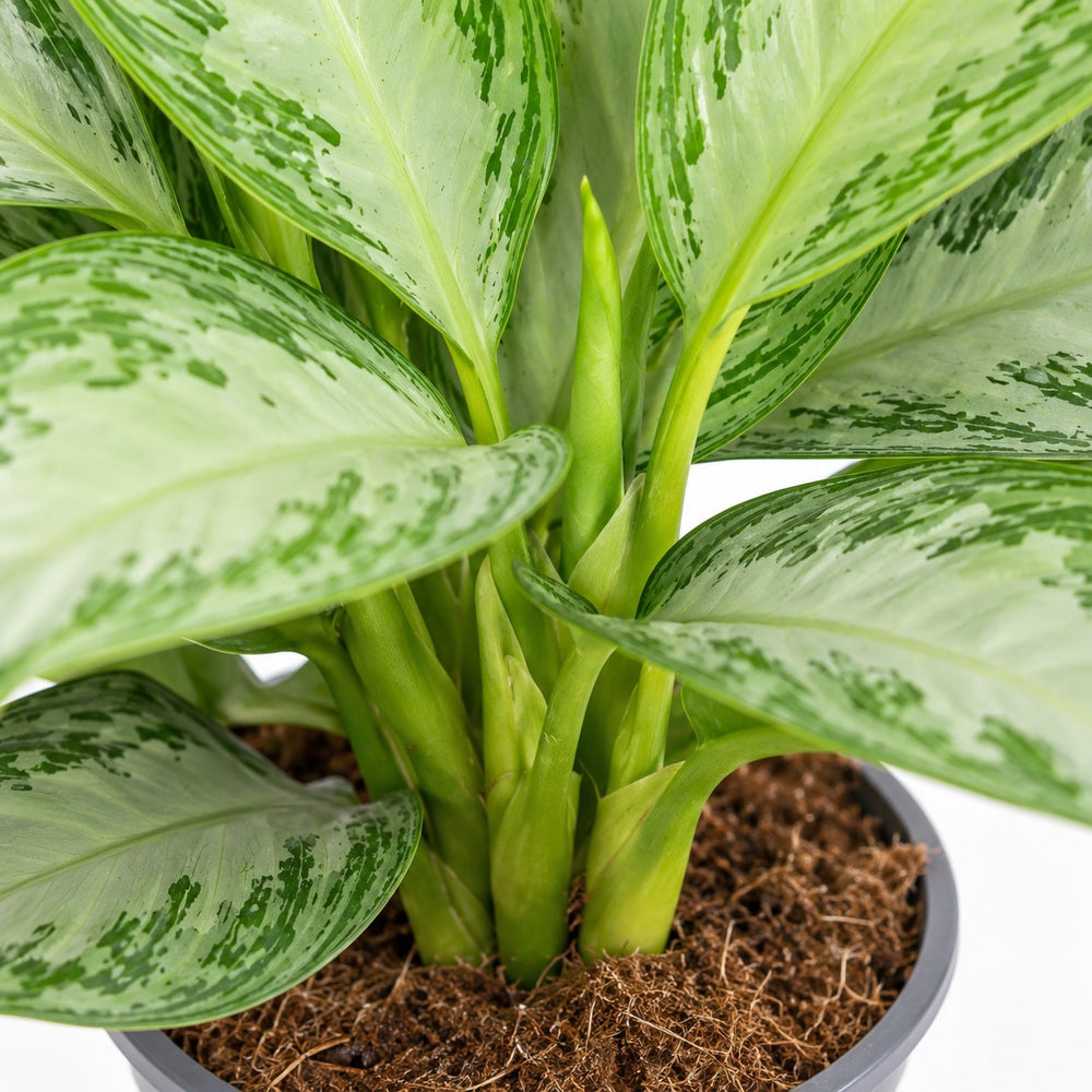 Aglaonema Silver Bay, Nahaufnahme Wuchs und Triebansatz