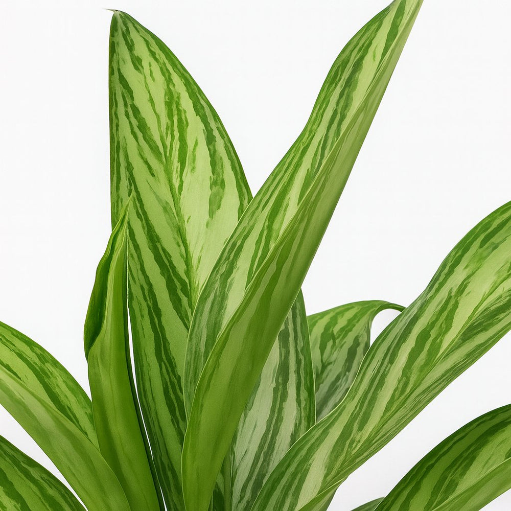 Aglaonema Silver Queen 45cm Nahaufnahme