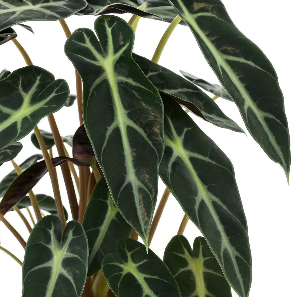 Alocasia Bambino Arrow 40cm weitere Ansicht