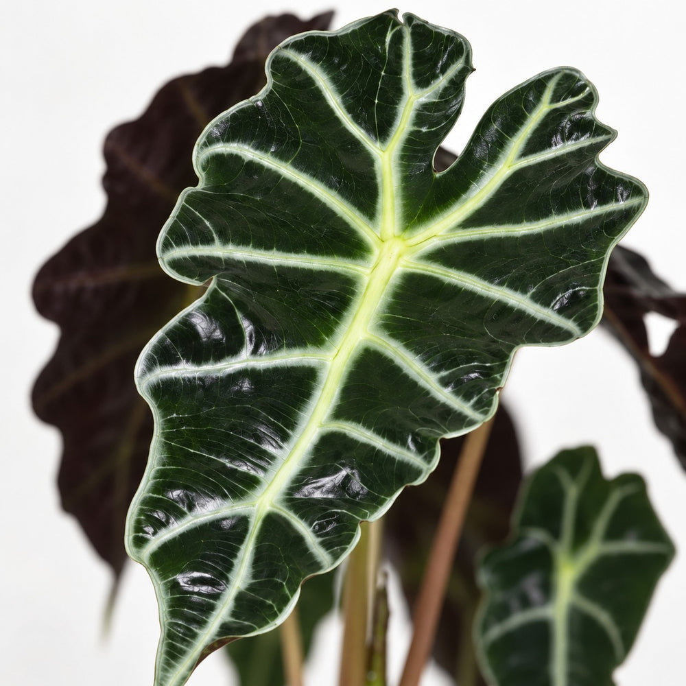 Alocasia Polly (30cm, Ø12cm), Nahaufnahme Blatt